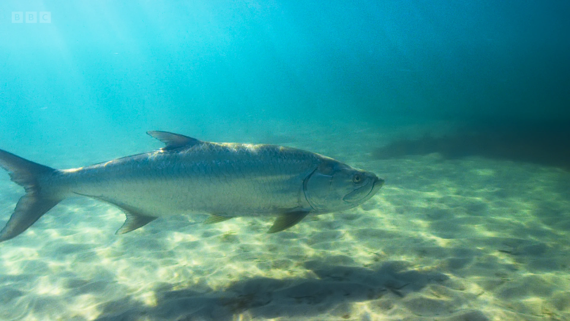 Atlantic tarpon (Megalops atlanticus) as shown in Seven Worlds, One Planet - North America